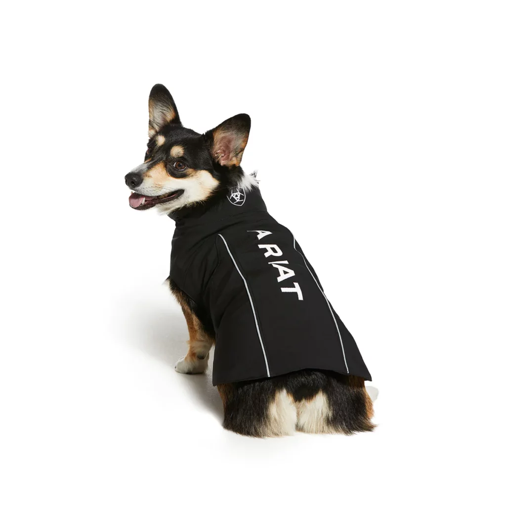 Black and tan corgi dog wearing a black Ariat jacket
